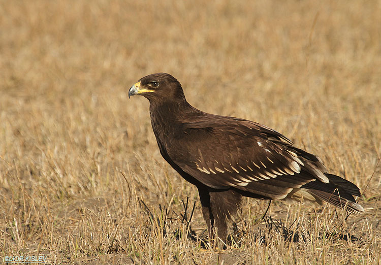       Greater Spotted Eagle   Aquila clanga ,Hula valley,Israel, November  2011 Lior Kislev     